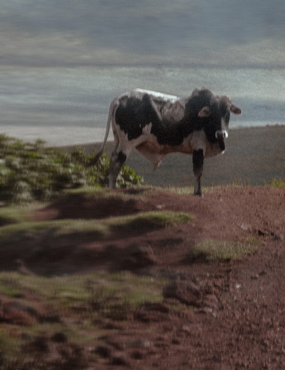 Maasai Cow by Ekaterina Juskowski. Tanzania, 2023