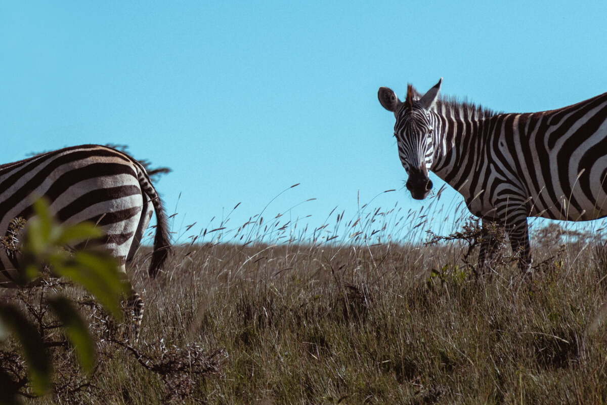 Ngorongoro crater zebras by Ekaterina Juskowski 2023